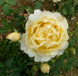 IRISH HOPE (floribunda)